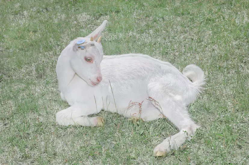 Little Goat（1/ed10+AP1） by 遠藤文香