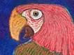 Parrot