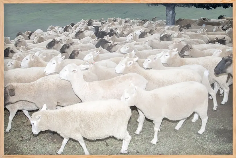 A Flock of Sheep（3/ed10+AP1）  by 遠藤文香