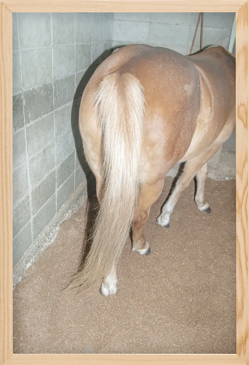 Horse Tail（3/ed10+AP1） by 遠藤文香
