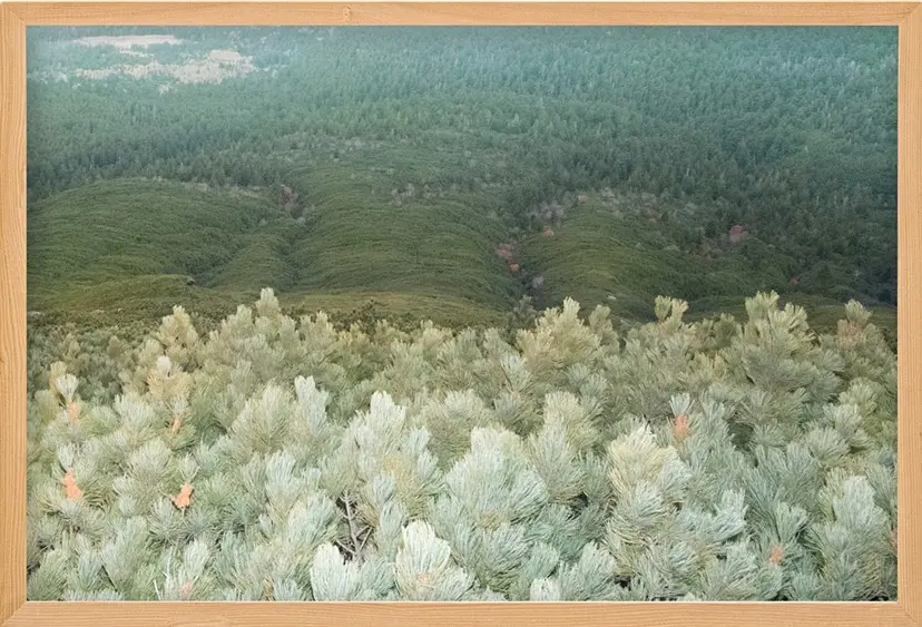 Pine Trees（3/ed10+AP1）  by 遠藤文香