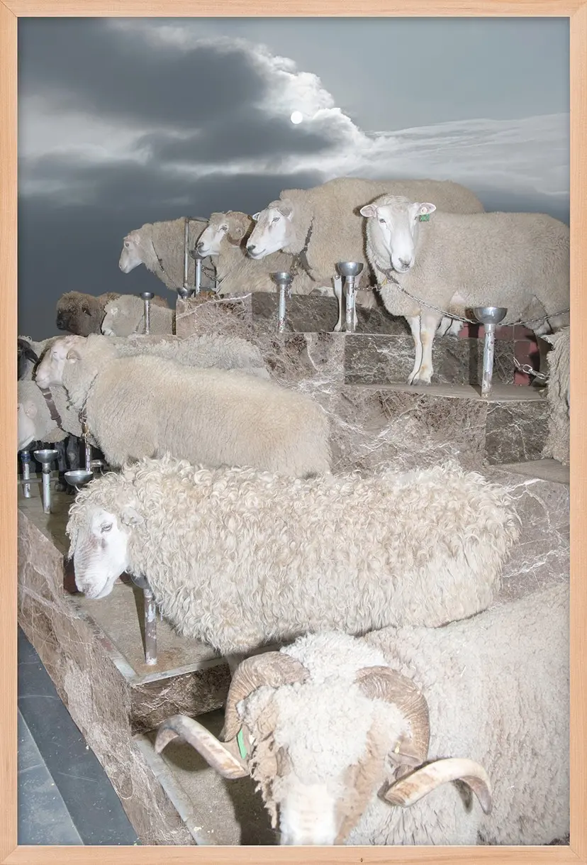A Sheep Show（3/ed10+AP1） by 遠藤文香