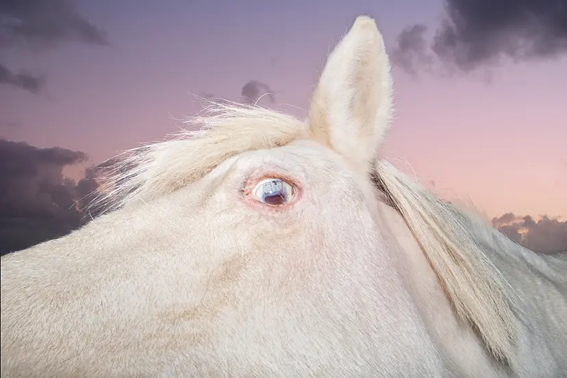 A Horse（2/ed10+AP1） by 遠藤文香
