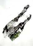 crocodile