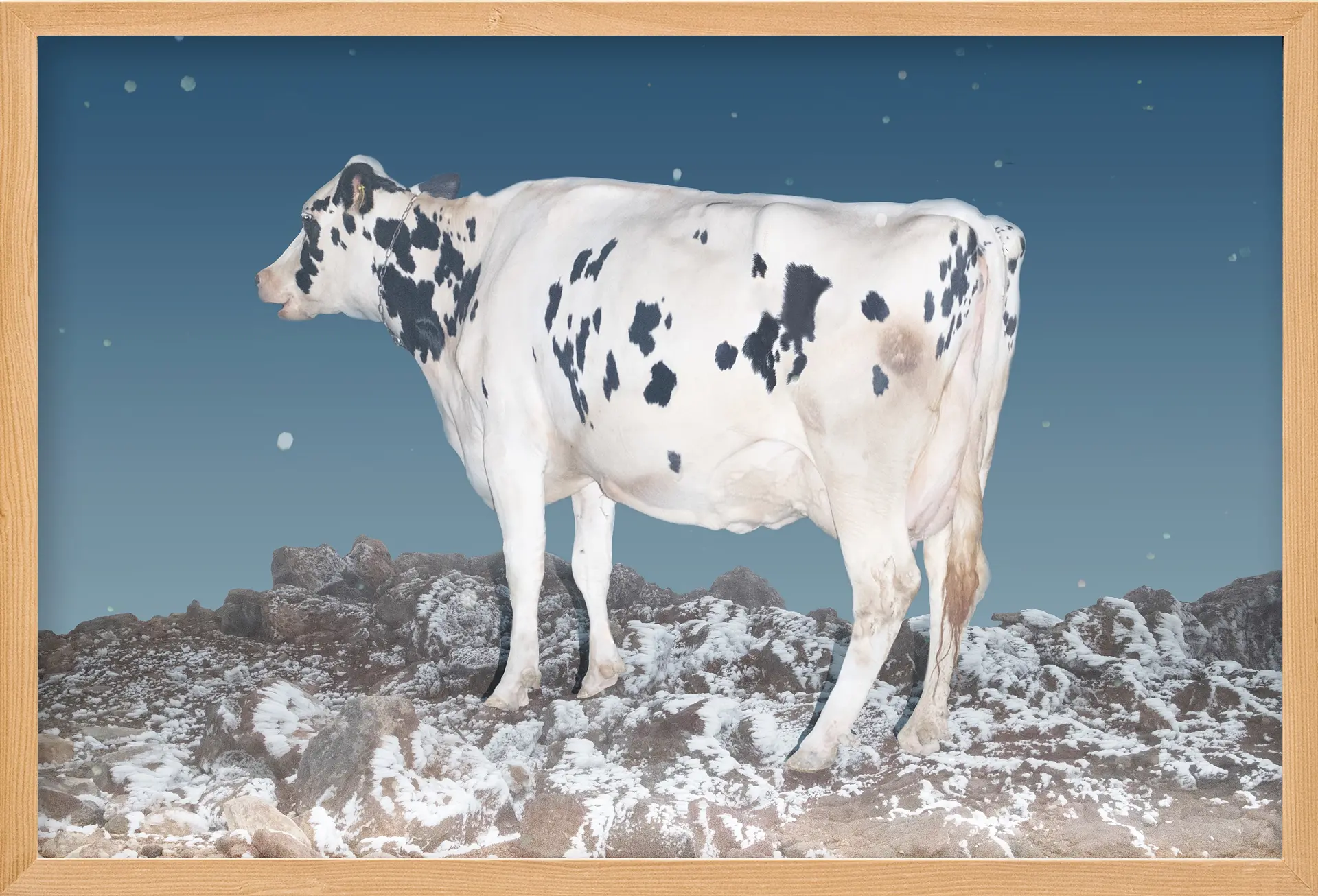 A Cow（4/ed10+AP1）
