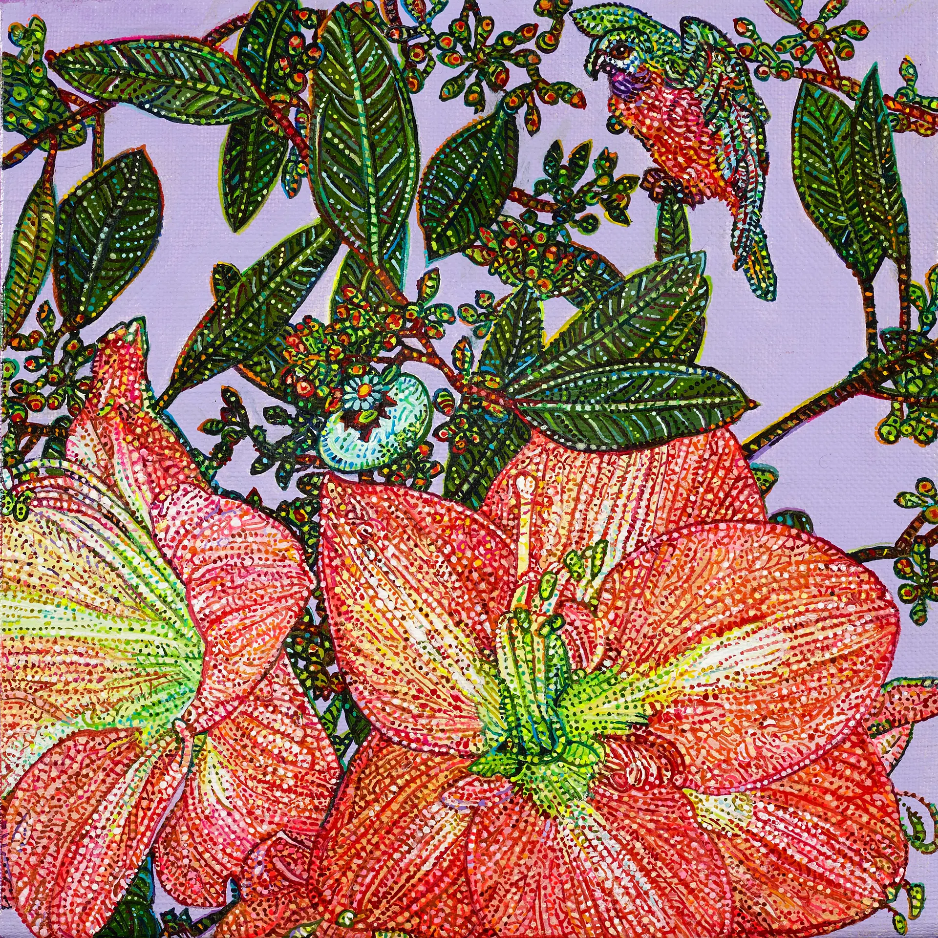 Amaryllis et l’oiseau