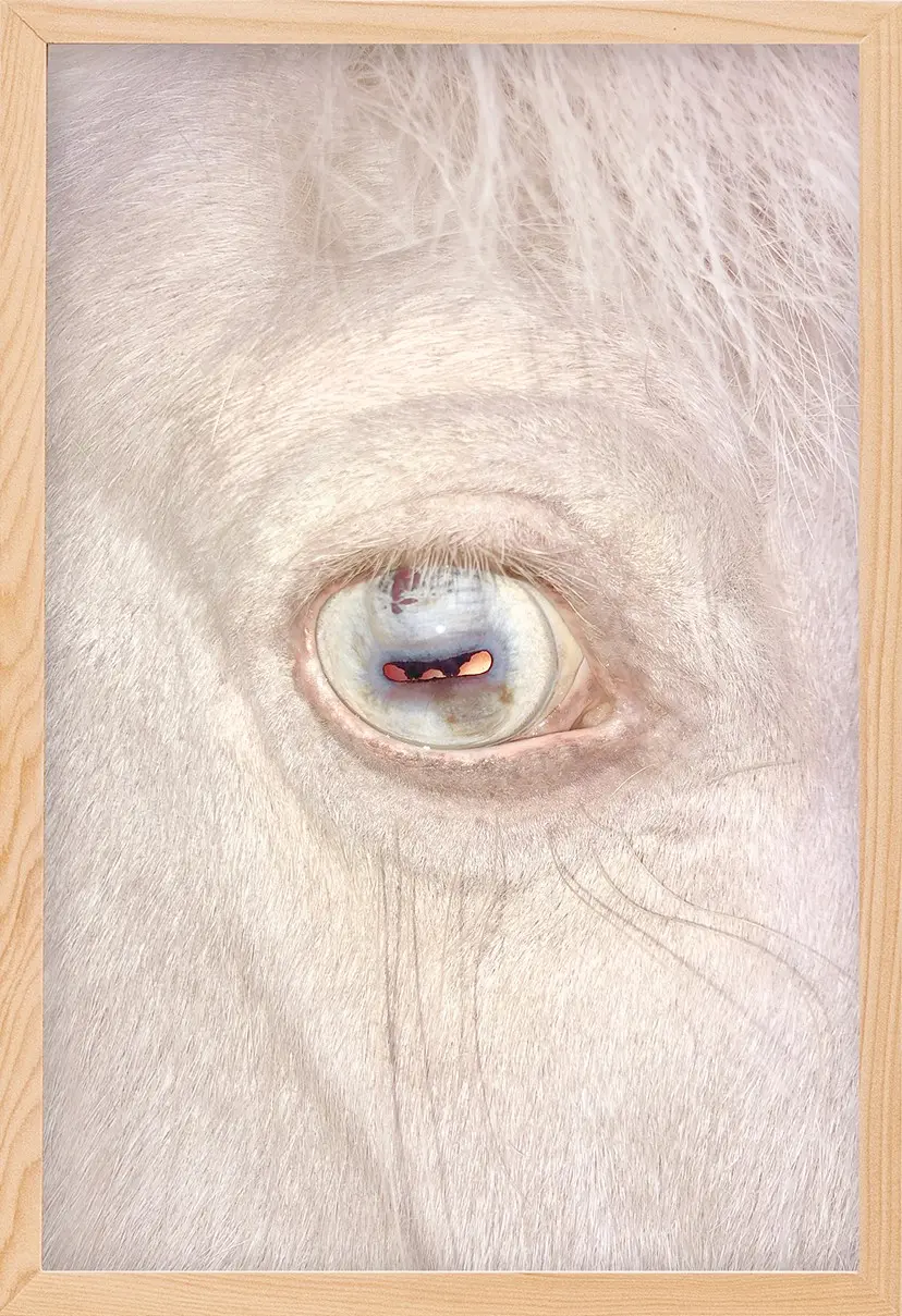 Old Horse Eye（5/ed10+AP1）  by 遠藤文香