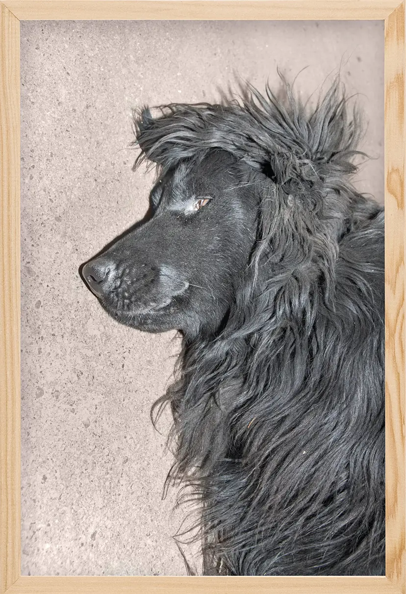A Lying Dog（4/ed10+AP1）  by 遠藤文香
