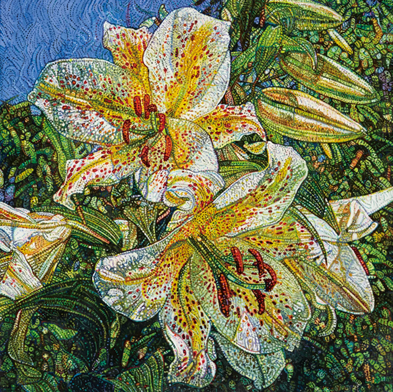 Tiger Lilly