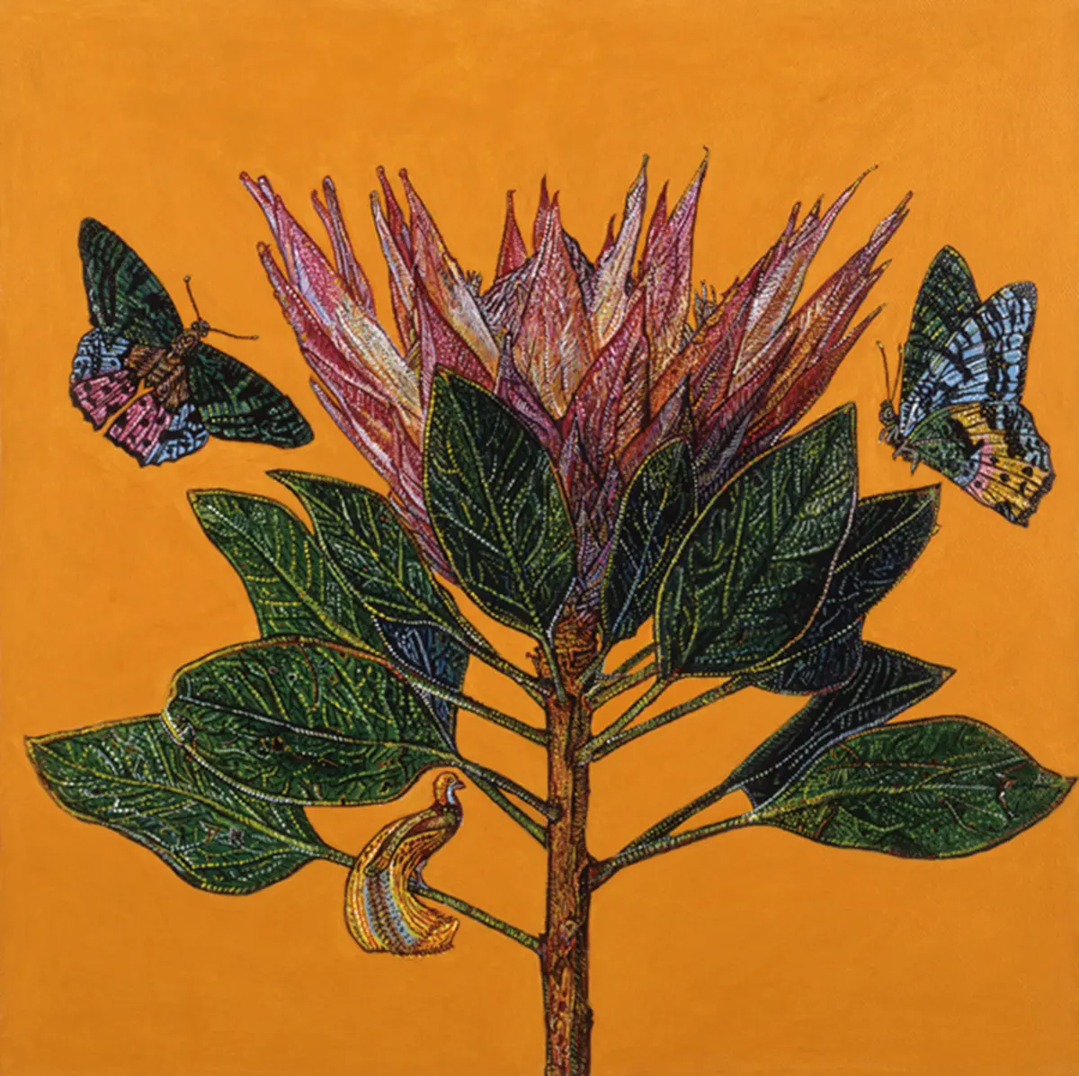Pink king Protea