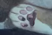 午後の昼寝
