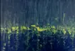 夜半の雨