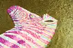 Paradise zebra