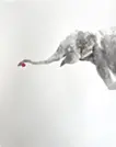 elephant3