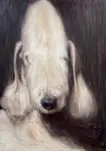 白犬 (shiro)
