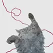 猫　赤い糸