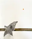 Tapir