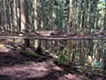 予感の最小単位-バグ- / The smallest unit of premonition - the bug-