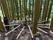 予感の最小単位-バグ- / The smallest unit of premonition - the bug-