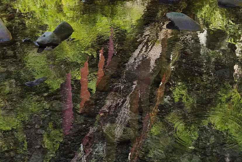 「うつしき」 -みずいろ- / [ u tsu shi qi ] - color of transparent - by 上野千蔵