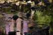 「うつしき」 -みずいろ- / [ u tsu shi qi ] - color of transparent -