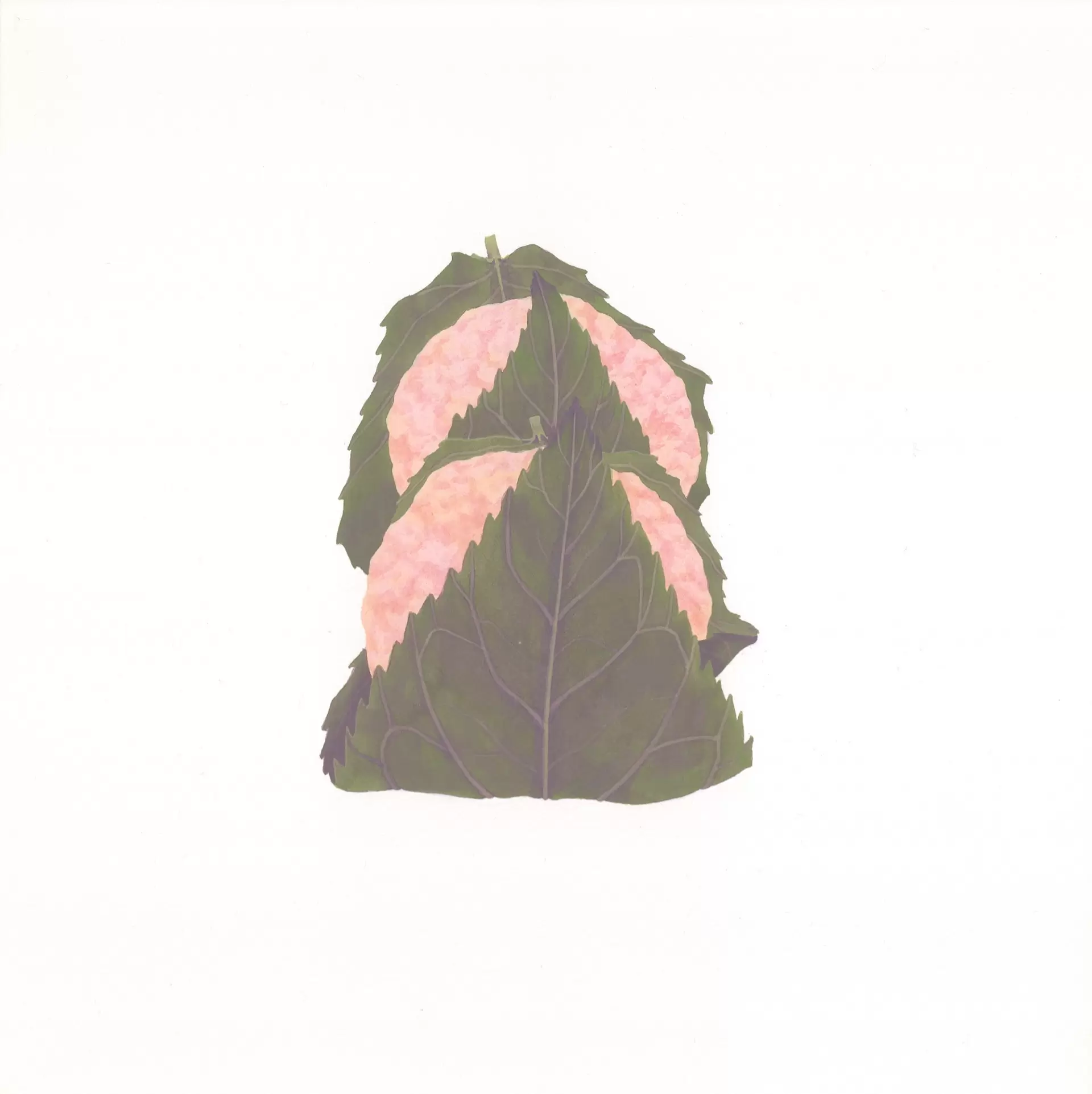 Sakuramochi