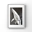 whale2