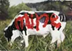 my ox
