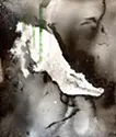 crocodile2