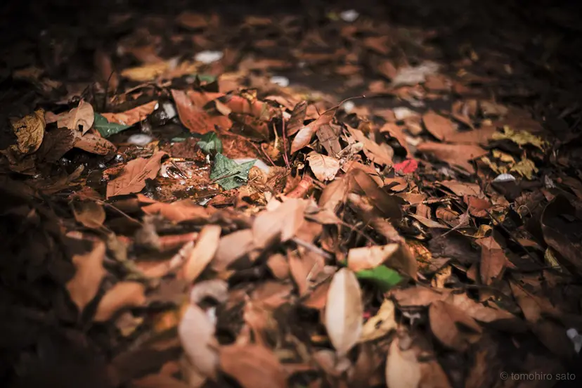 20419_163759510456916_l.webp?