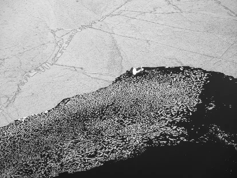 片腕を骨折しながらお経を唱える僧侶の絵　現代アート 歌川国貞による浮世絵「Benkei and Ushiwakamaru」