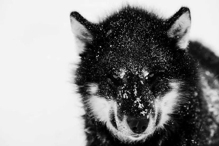 POLAR EXPOSURE   by 遠藤 励　Tsutomu Endo