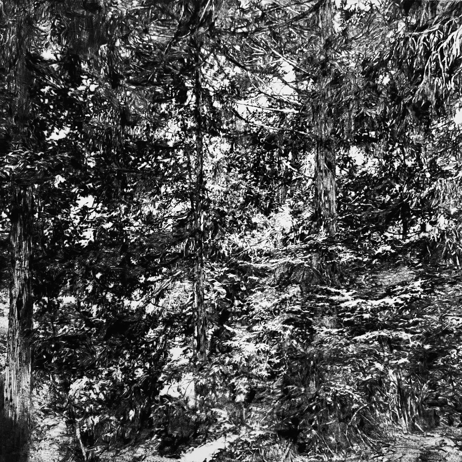 forest #3
