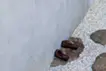 埋まる家