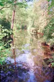 mirror in the forest 森の鏡