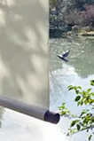 puddle 水たまり