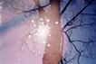 puddle 水たまり