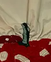 「赤いかぼちゃ」