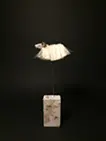 sheep sleep