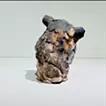 森の上から -ワオキツネザル-