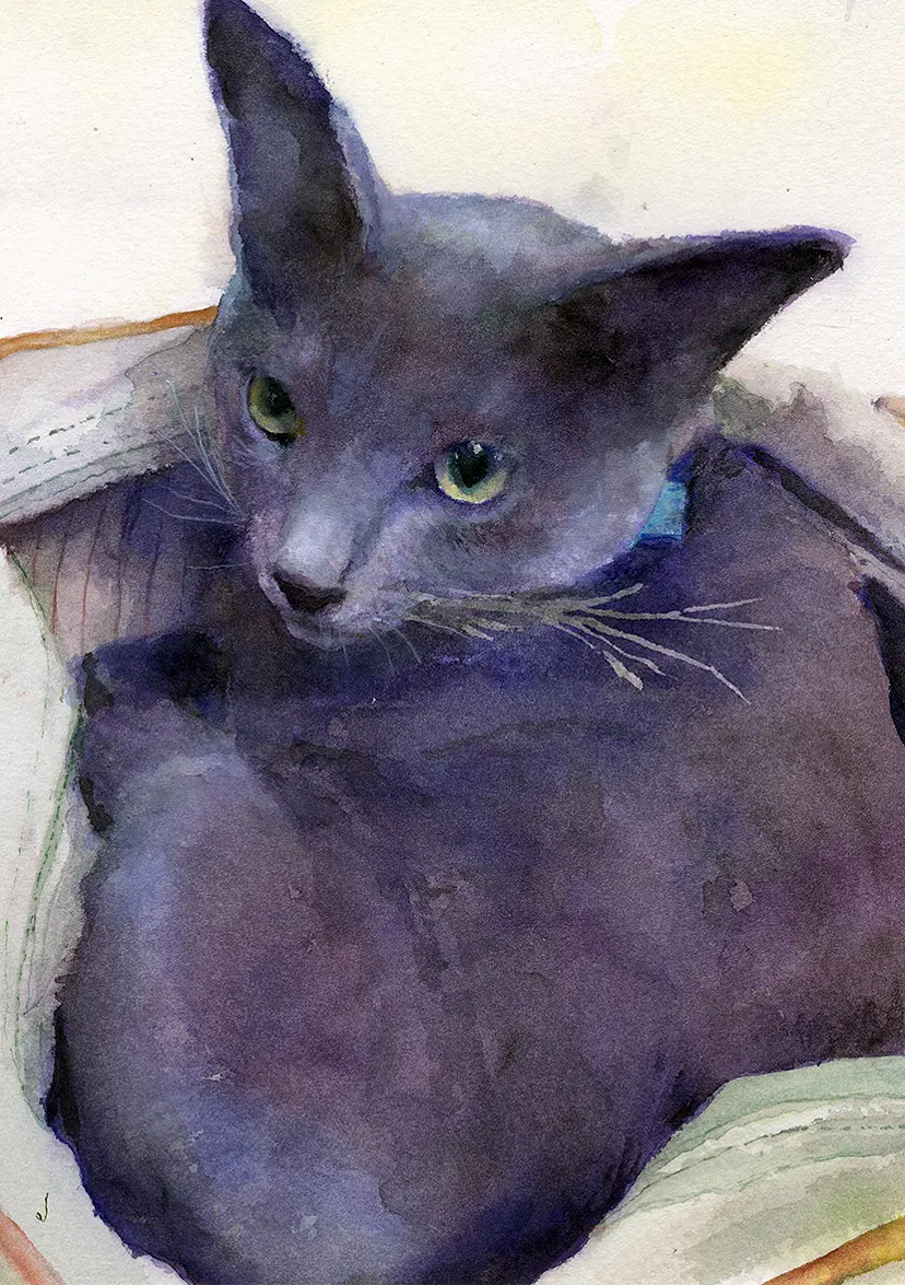 鞄の中に入る猫 by 権守ひかる