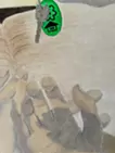 私たちだけの秩序