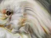「Owl(left)」