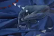 探検家の言い分