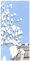 白玉蘭