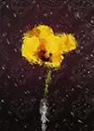 花のイメージ