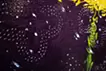 花のイメージ