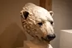 Beyond the Gaze – Polar Bear