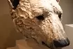Beyond the Gaze – Polar Bear