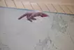 天体観測